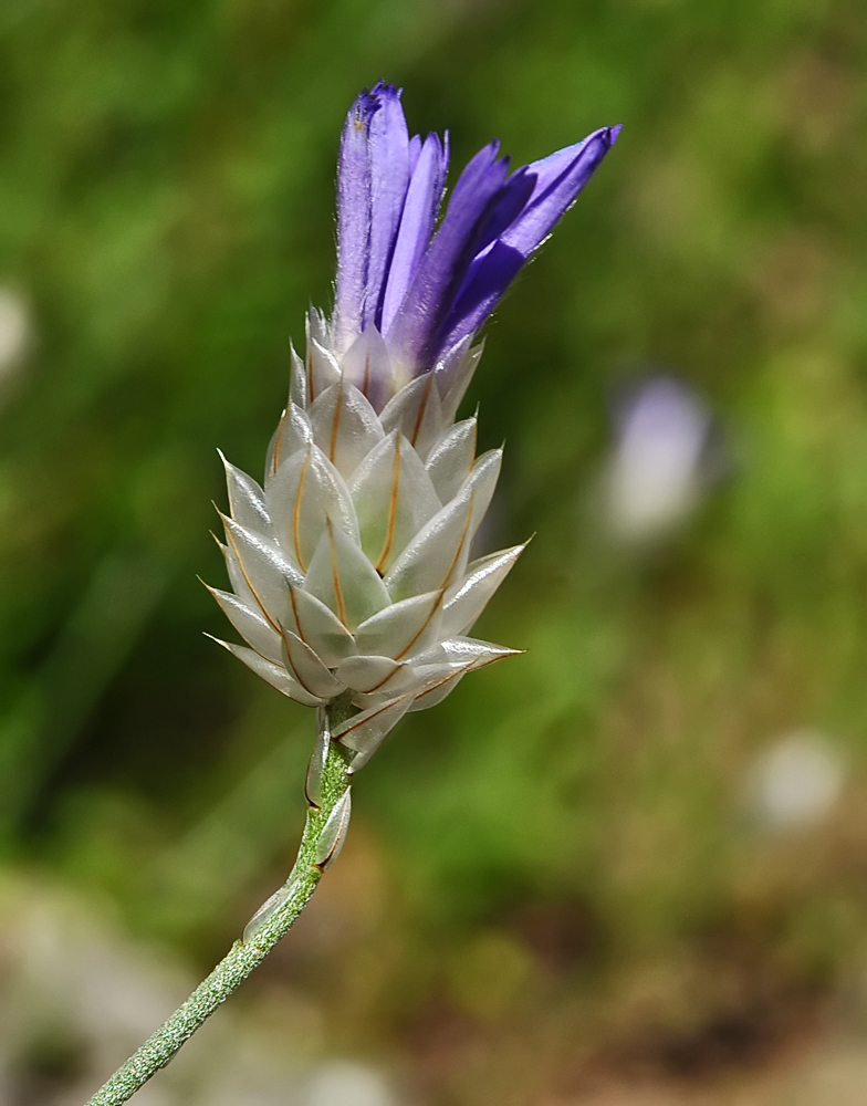 Catananche caerulea