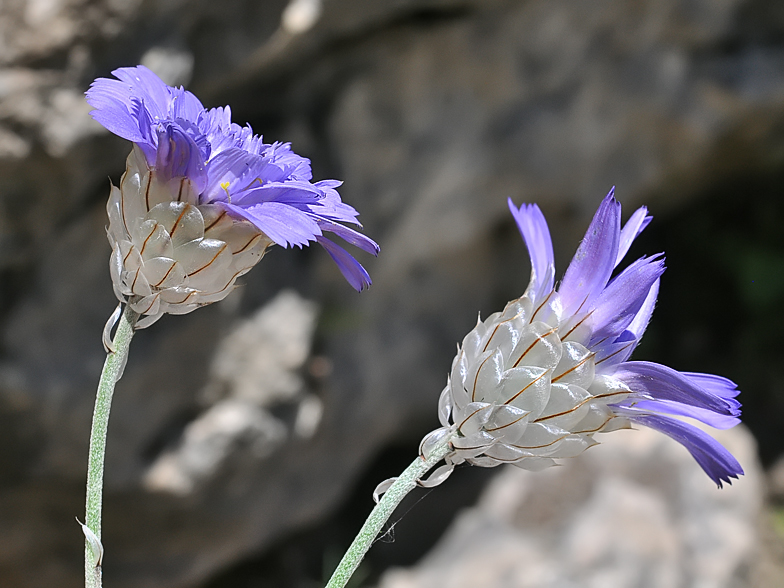 Catananche caerulea