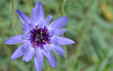 Catananche caerulea