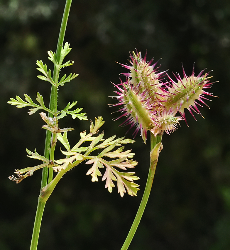 Caucalis platycarpos