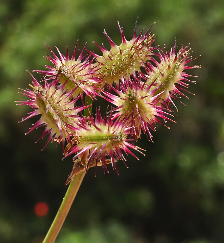 Caucalis platycarpos