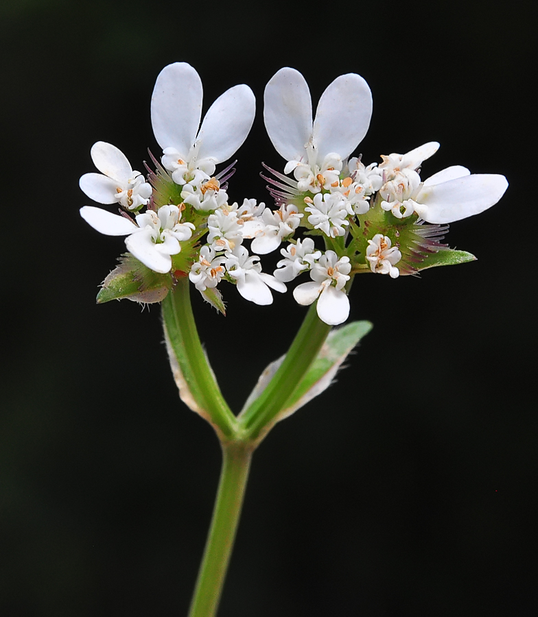 Caucalis platycarpos