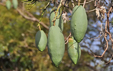 Ceiba pentandra