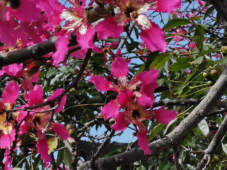 Ceiba speciosa