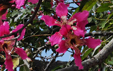 Ceiba speciosa