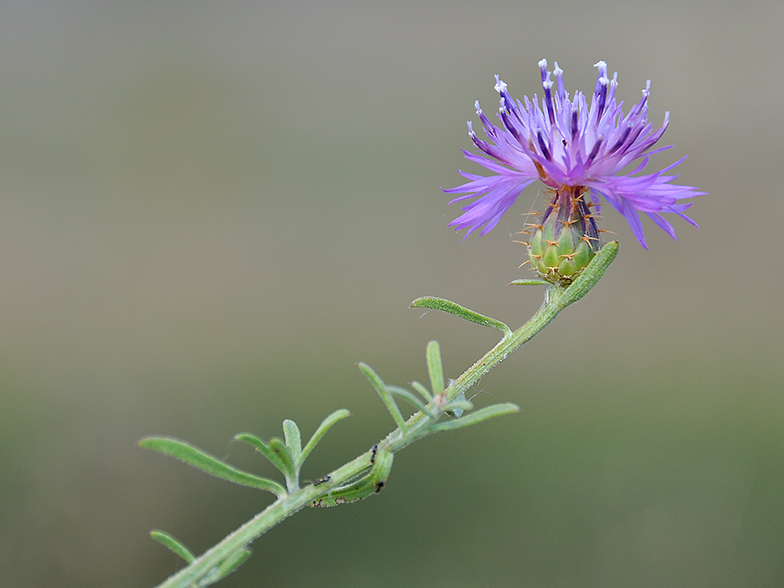 Centaurea aspera