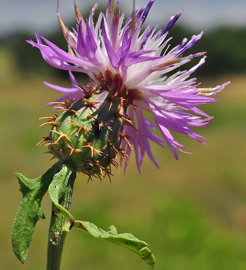 Centaurea aspera