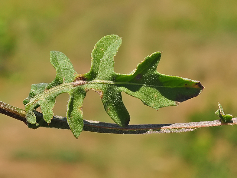 Centaurea aspera feuilles