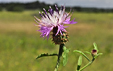 Centaurea aspera