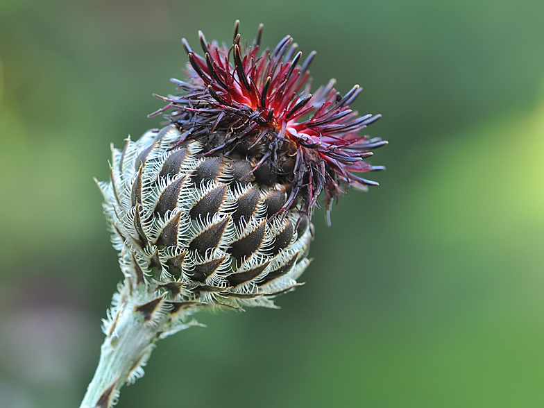 Centaurea atropurpurea