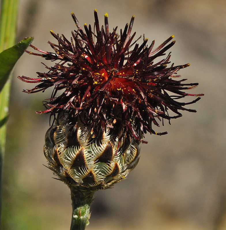 Centaurea atropurpurea