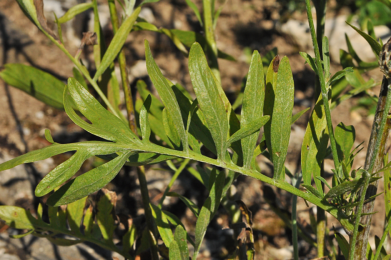 Centaurea atropurpurea