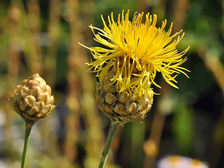 Centaurea collina