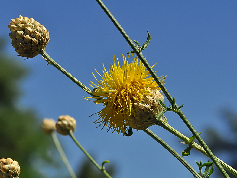 Centaurea collina