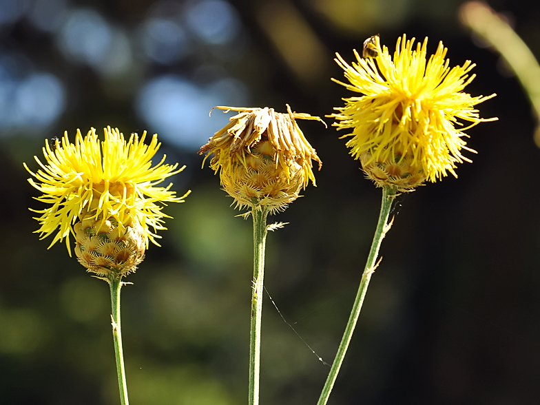 Centaurea collina