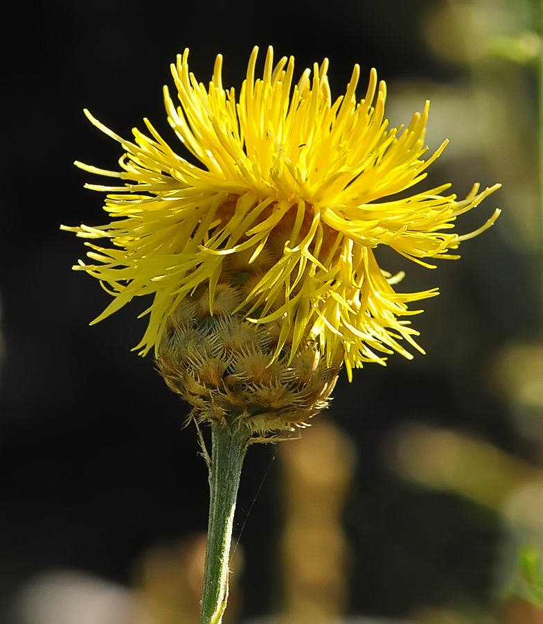 Centaurea collina