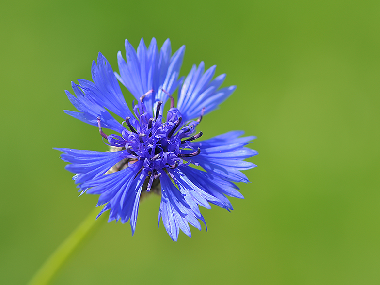 Centaurea cyanus