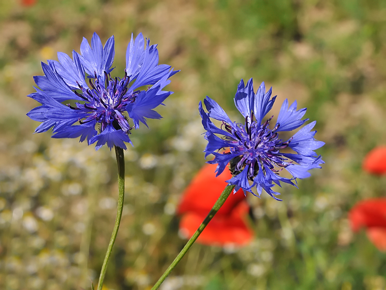 Centaurea cyanus