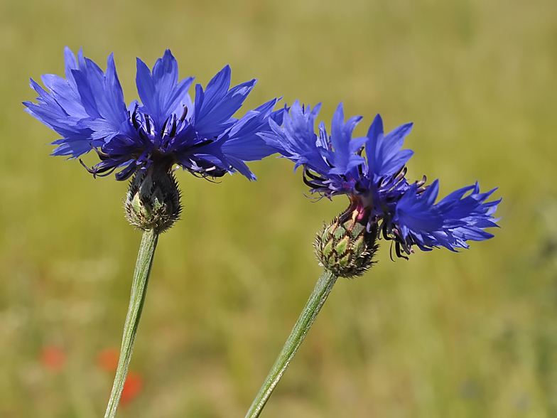 Centaurea cyanus