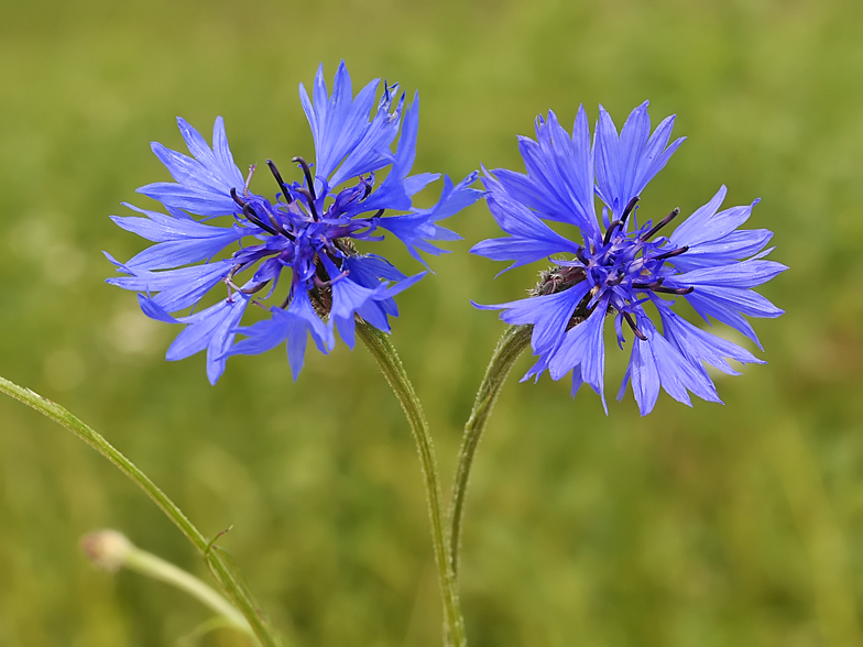 Centaurea cyanus