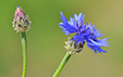 Centaurea cyanus