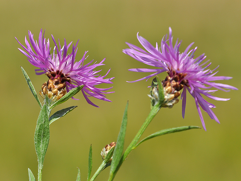 Centaurea jacea