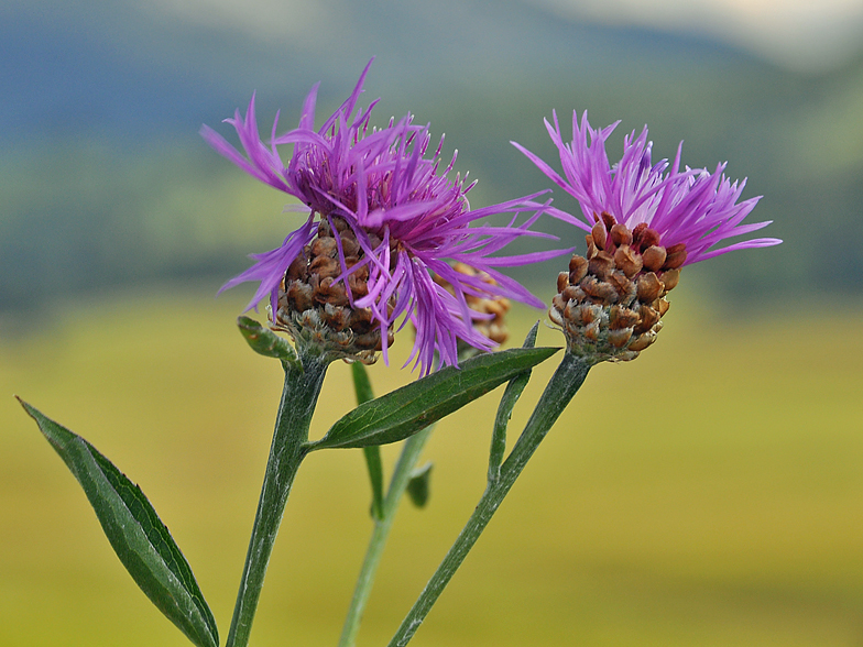 Centaurea jacea