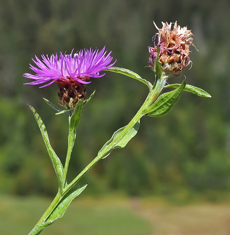 Centaurea jacea