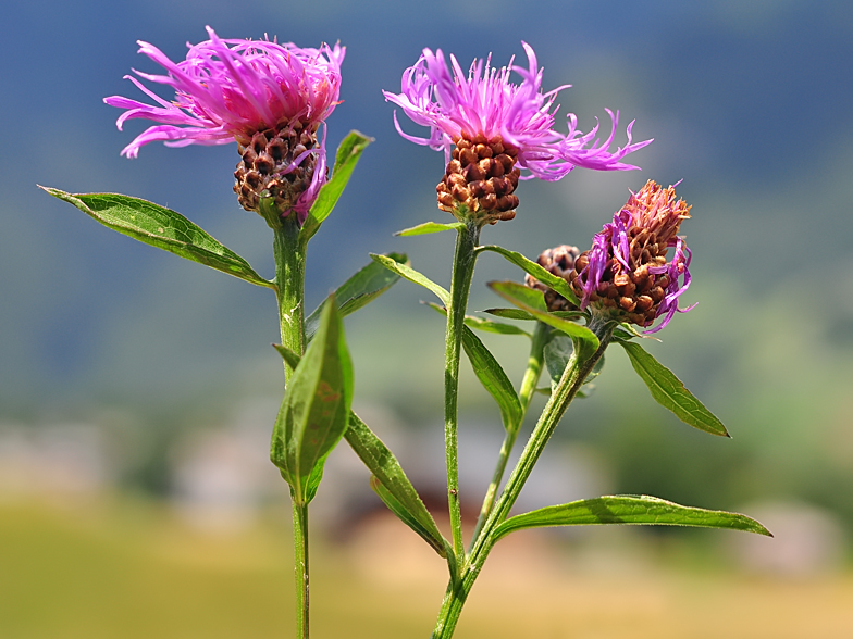 Centaurea jacea