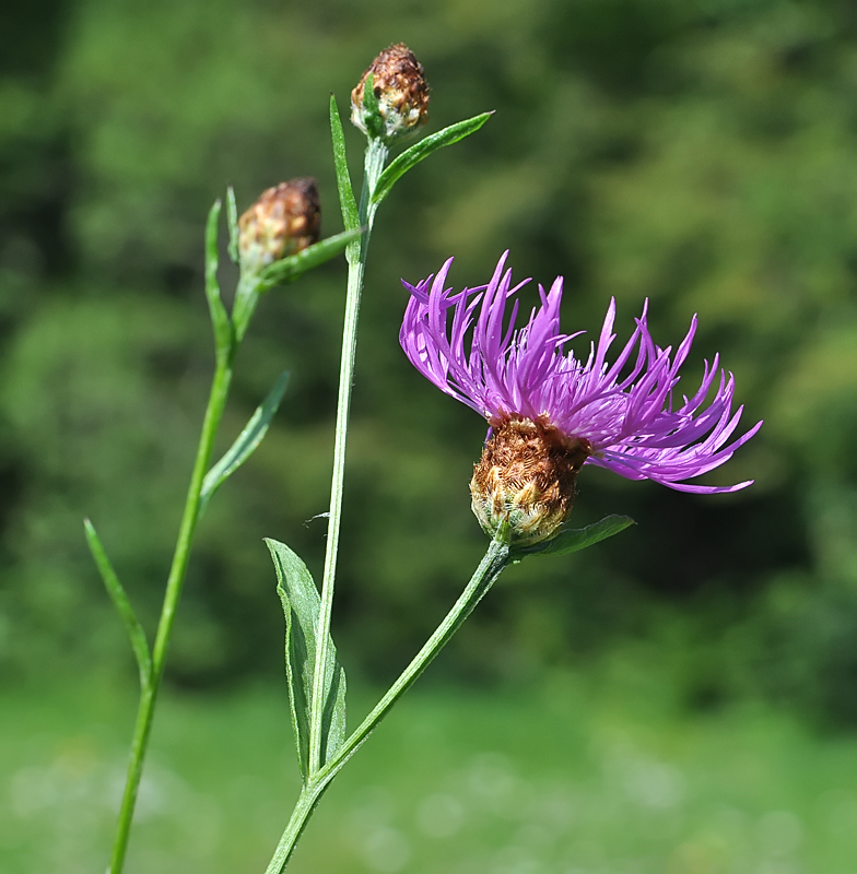 Centaurea jacea