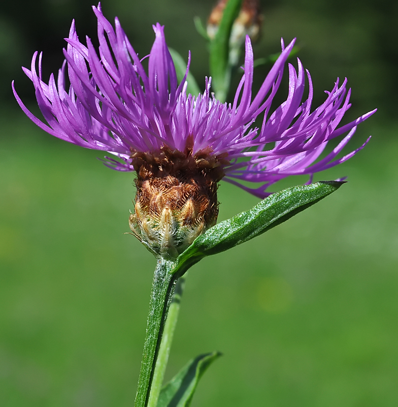 Centaurea jacea