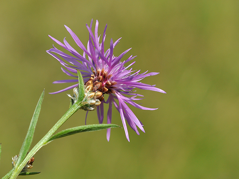 Centaurea jacea