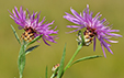 Centaurea jacea