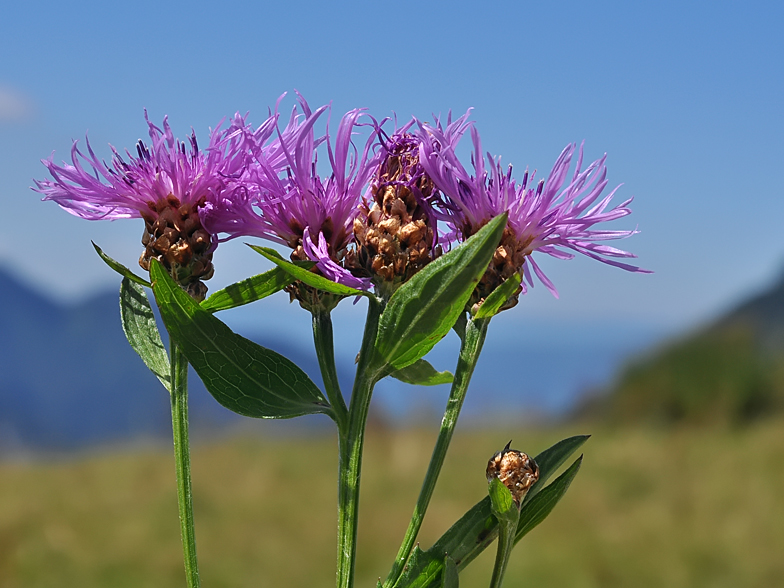 Centaurea jacea