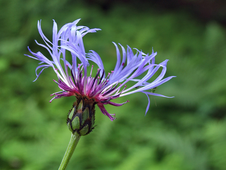 Centaurea montana