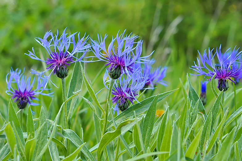 Centaurea montana