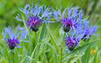 Centaurea montana