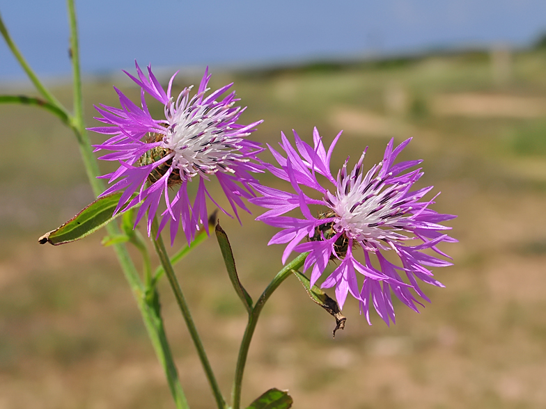 Centaurea napifolia