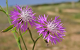 Centaurea napifolia