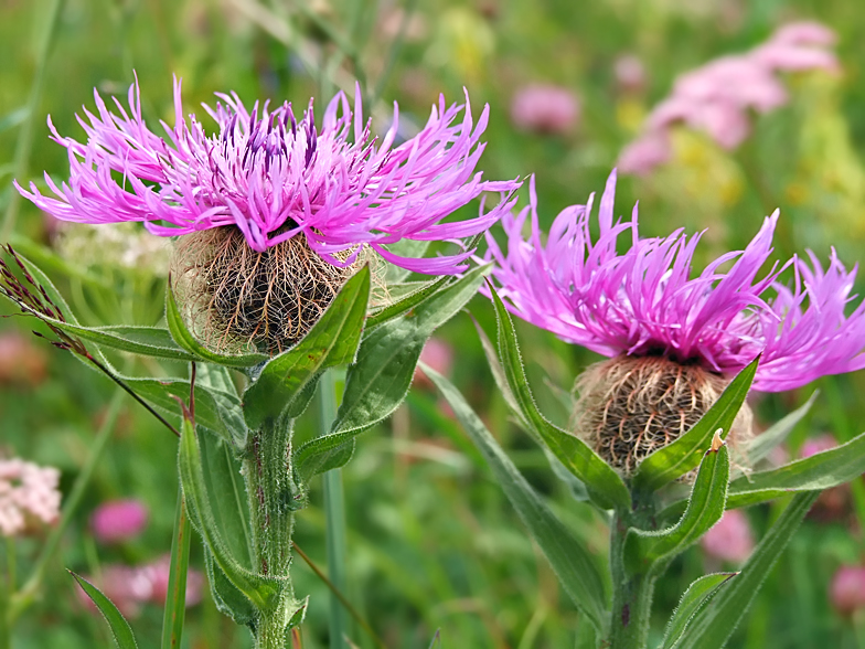 Centaurea nervosa