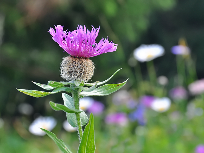 Centaurea nervosa