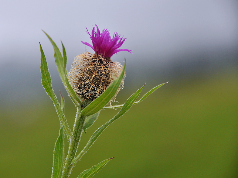 Centaurea nervosa