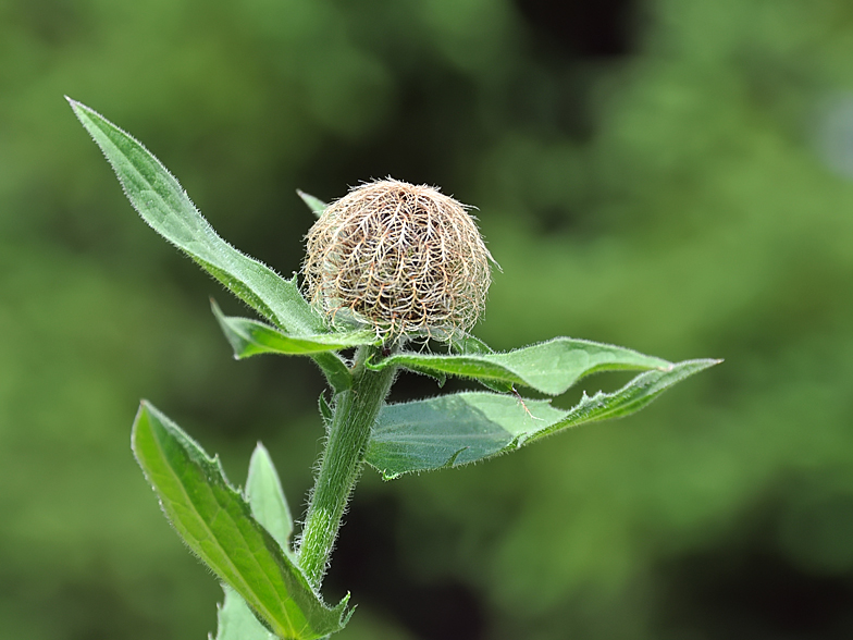 Centaurea nervosa