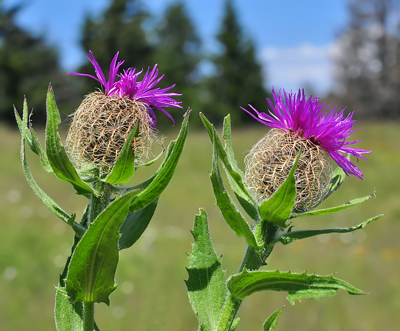 Centaurea nervosa