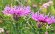 Centaurea nervosa