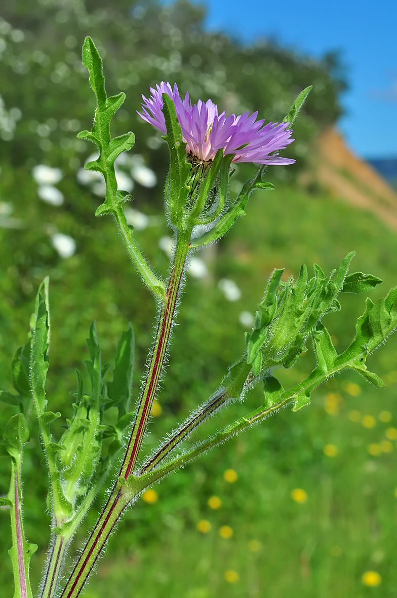 Centaurea pullata