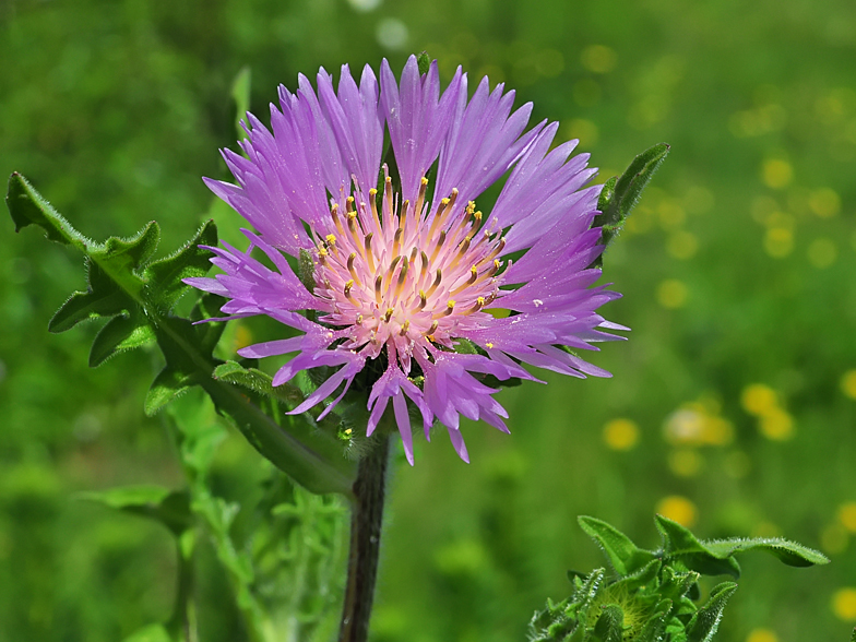 Centaurea pullata