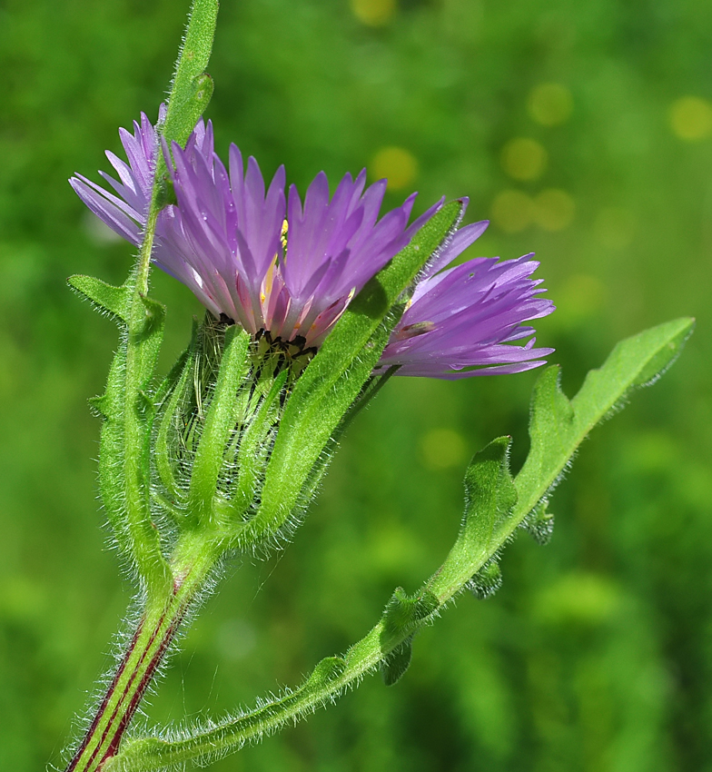 Centaurea pullata