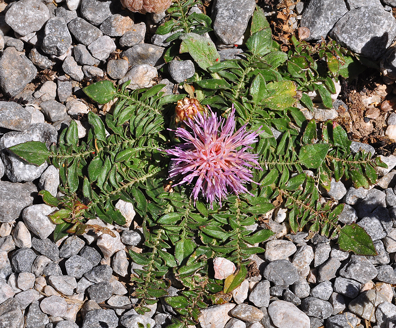 Centaurea raphanina