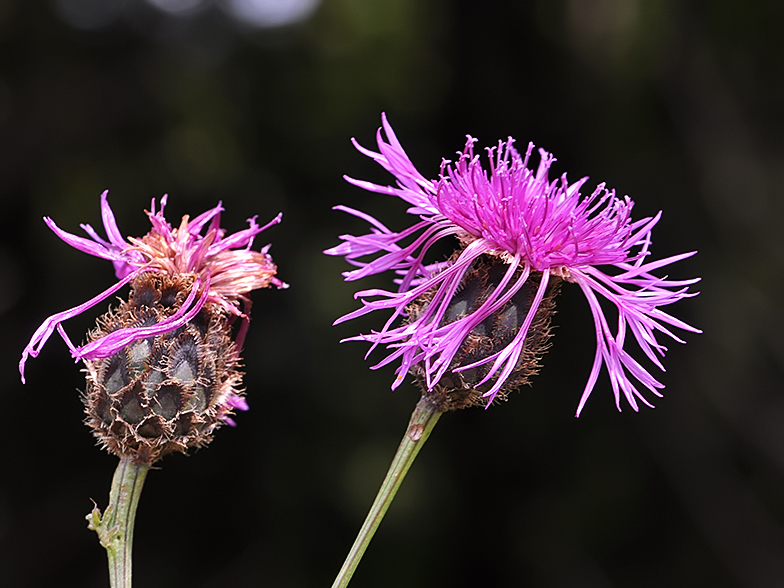 Centaurea scabiosa